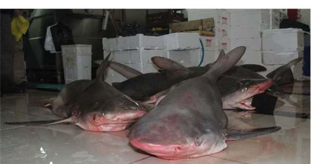 Balıkçıların ağına 7 köpek balığı takıldı