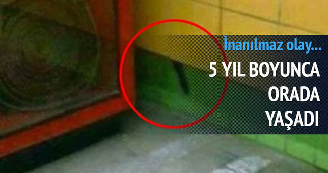 MISIR'DA BİR KEDİ GİRDİĞİ DELİKTEN 5 YIL SONRA KURTARILDI