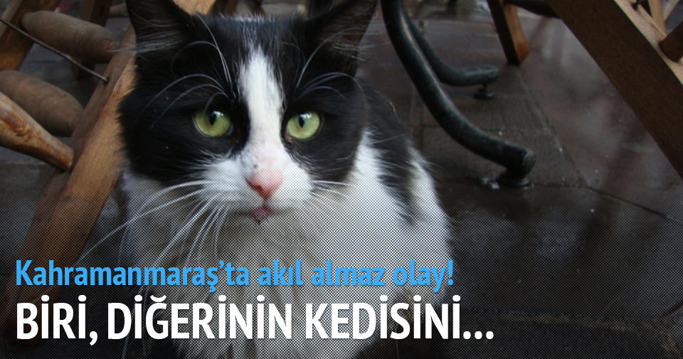 KEDİ KAVGASI FECİ BİTTİ!