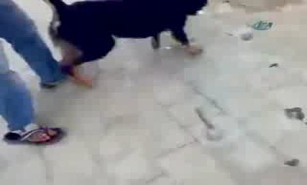 Köpeği çatıdan attı