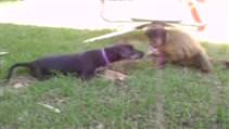 Maymun ve k�pe�in lolipop karde�li�i erken bitti