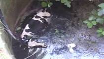 Hamile inek�in hayat m�cadelesi...